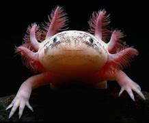 Axolotl Apa Itu